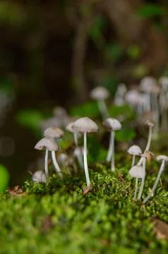 Macro photo of tiny mushrooms Stock Photos