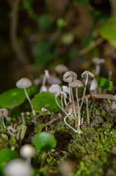 Macro photo of tiny mushrooms Stock Photos