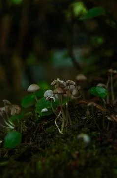Macro photo of tiny mushrooms Stock Photos