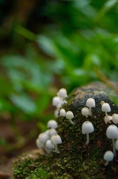 Macro photo of tiny mushrooms Stock Photos