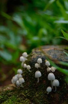 Macro photo of tiny mushrooms Stock Photos