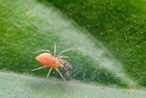 Macro Photo of Tiny Orange Spider with Prey on Green Leaf 库存照片