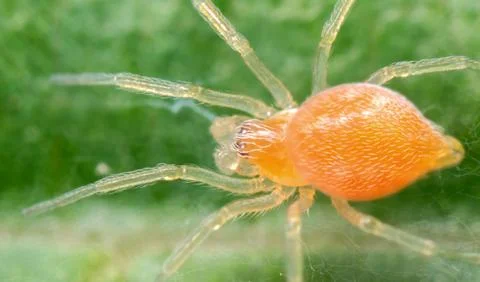 Macro Photo of Tiny Orange Spider on Green Leaf Stockfoto's