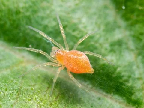 Macro Photo of Tiny Orange Spider on Green Leaf Stock Photos