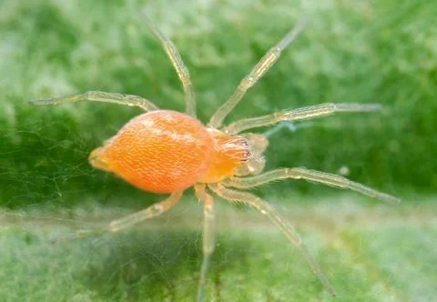 Macro Photo of Tiny Orange Spider on Green Leaf Stock Photos