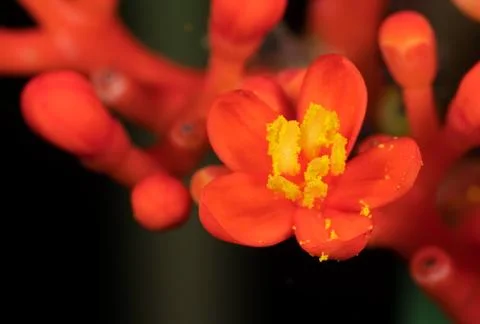 Macro Photo of Tiny Red Flower with Yellow Pollen, Selective Focus Stockfoto's