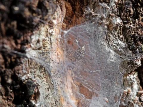 Macro Photo of Tiny Spider in The Web on Tree Bark Photos