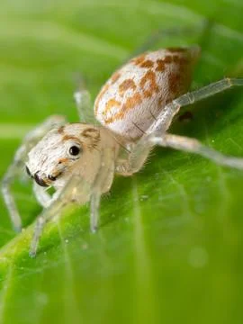 Macro Photo of Tiny White Jumping spider with Prey on Green Leaf Stock Photos