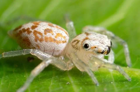 Macro Photo of Tiny White Jumping spider with Prey on Green Leaf Photos