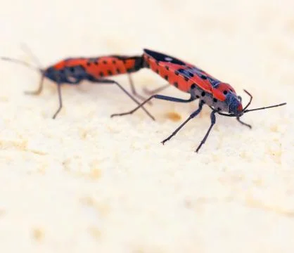 Macro photo of two fire bugs while mating Stock Photos