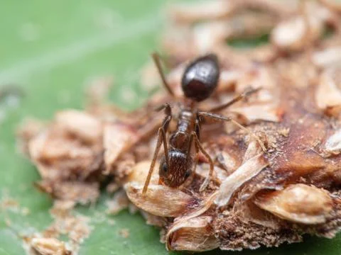 Macro Photo of Two Millimeters Tiny Ant Eating Dry Bird Poop on Green Leaf Stock Photos