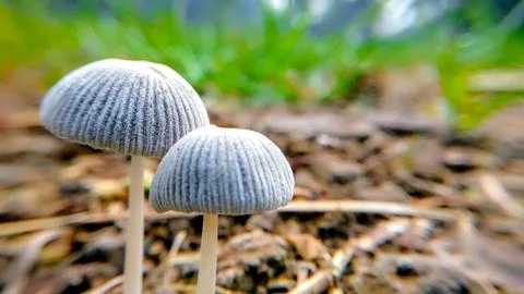 Macro Photo of Two Small Gray Mushrooms Growing on Forest Ground Stock Photos