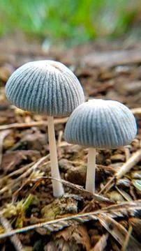Macro Photo of Two Small Gray Mushrooms Growing on Forest Ground Stock Photos