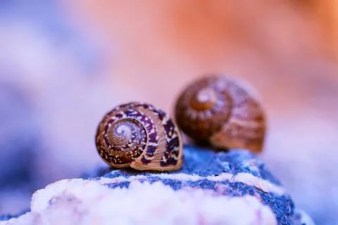 Macro photo of two small shells of a snails Foto stock