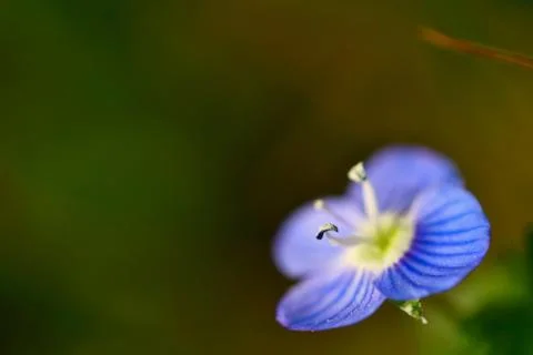 Macro photo of a violet flower blooming in spring Stock Photos