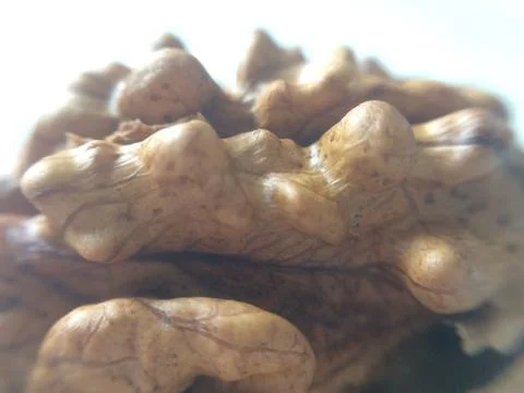 Macro photo of a walnut Stock Photos