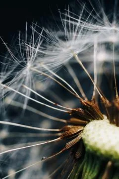 Macro photo of white dandelion fluffs Stock Photos