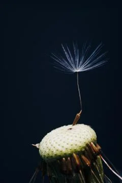 Macro photo of white dandelion fluffs Stock Photos