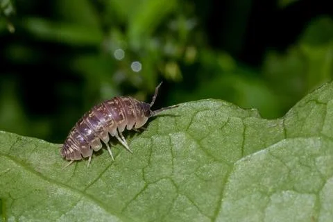 Macro photo of wood lice on a leaf. natural background Stock Photos