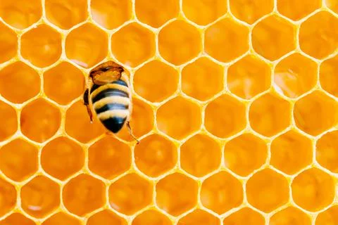 Macro photo of working bees on honeycombs. Beekeeping and honey production image Stock Photos