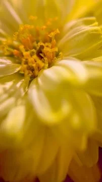 Macro photo of a yellow flower, selective focus Stock Photos