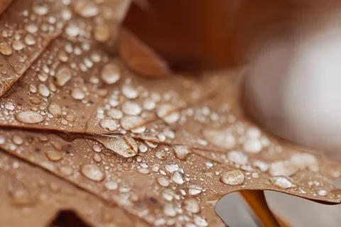 Macro photo of yellow oak leaf in rain water Stock Photos