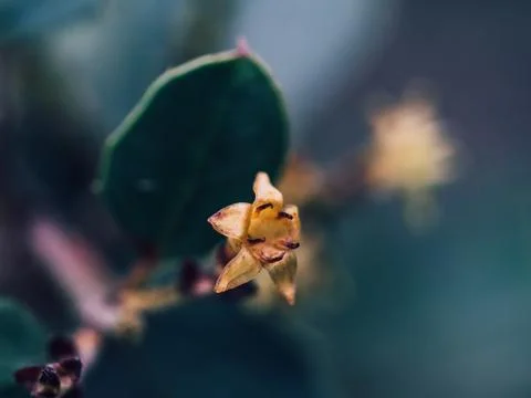 Macro photo of a yellow, tiny, half-open bud of a spring flower Stock Photos