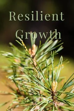 Macro photo of young pine tree branch with bright green needles and new growth Stock Photos