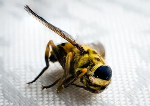 Macro photograph of a bee Stock Photos
