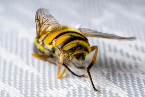 Macro photograph of a bee Stock-Fotos
