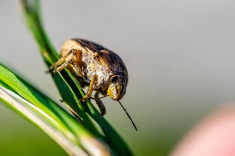 Macro Photograph Of A Bug On A Leaf Stock Photos