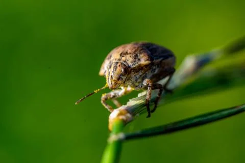 Macro photograph of a bug on a leaf Stock Photos