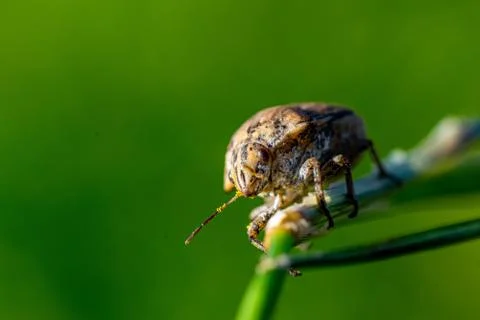 Macro Photograph Of A Bug On A Leafy Stock Photos