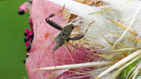 Macro photograph captures a leaf-footed bug on a vibrant pink prickly pear .. Stock Photos
