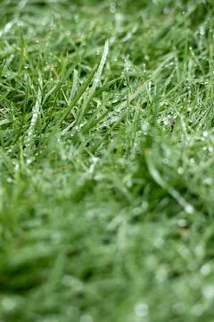 Macro Photograph of Dew on Grass Stock-Fotos