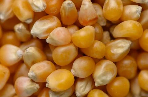 Macro photograph of dry corn kernels Stock Photos