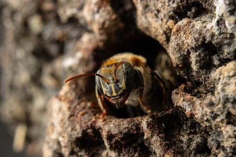Macro photograph of native stingless bees from the Amazon Stock Photos