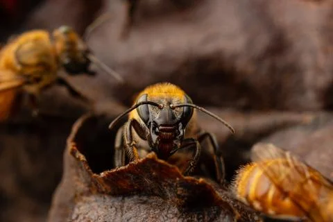 Macro photograph of native stingless bees from the Amazon Stock Photos