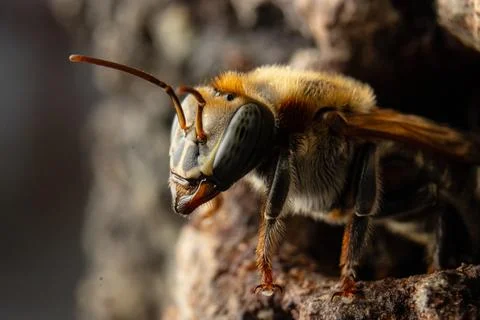 Macro photograph of native stingless bees from the Amazon Stock Photos