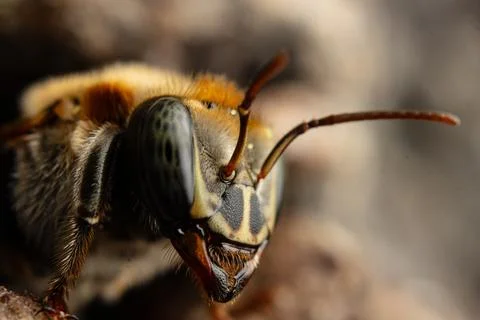 Macro photograph of native stingless bees from the Amazon Stock Photos