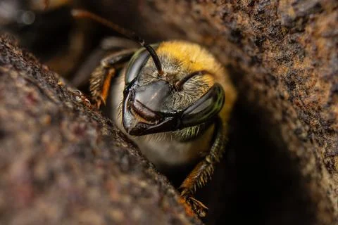 Macro photograph of native stingless bees from the Amazon Stock Photos