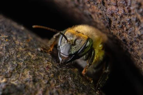 Macro photograph of native stingless bees from the Amazon Stock Photos