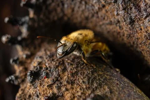 Macro photograph of native stingless bees from the Amazon Stock Photos