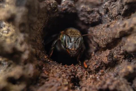 Macro photograph of native stingless bees from the Amazon Stock Photos