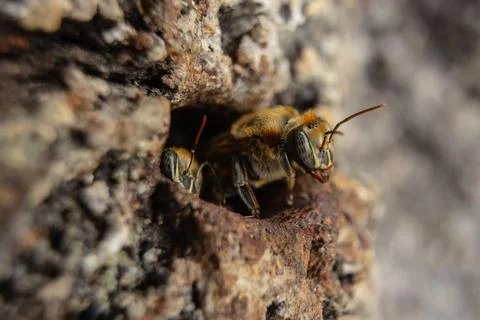 Macro photograph of native stingless bees from the Amazon Stock Photos