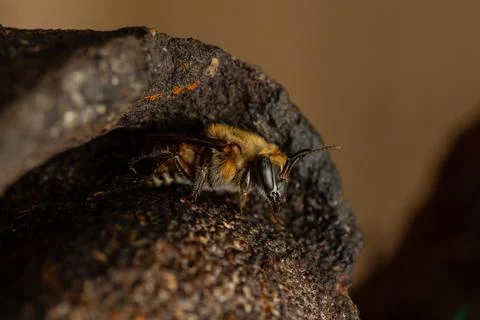 Macro photograph of native stingless bees from the Amazon Stock Photos