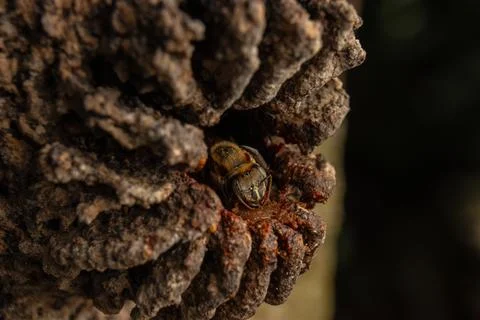 Macro photograph of native stingless bees from the Amazon Stock Photos