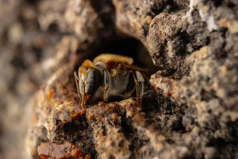 Macro photograph of native stingless bees from the Amazon Stock Photos