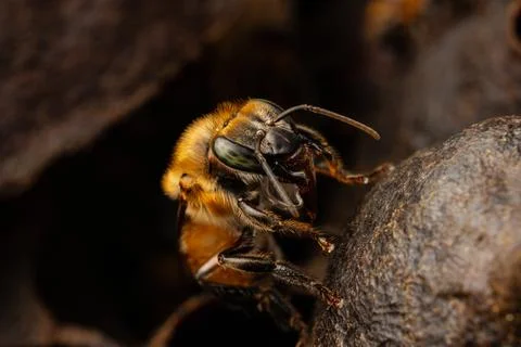 Macro photograph of native stingless bees from the Amazon Stock Photos