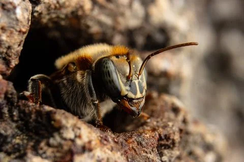 Macro photograph of native stingless bees from the Amazon Stock Photos